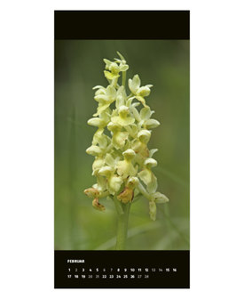 Wilde Orchideen am Alpenrhein 2021