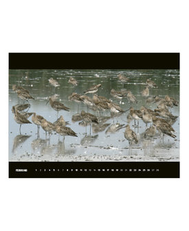 Vogelwelt am Alpenrheindelta 2021