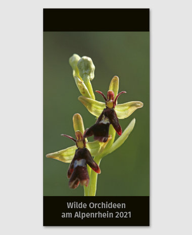 Wilde Orchideen am Alpenrhein 2021