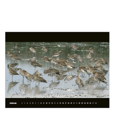 Vogelwelt am Alpenrheindelta 2021
