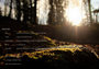 Wild Wald Wunderbar_